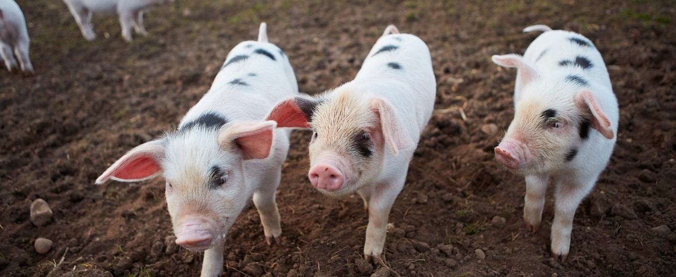 How to Choose the Right Pig for Your Farm | NFU Mutual