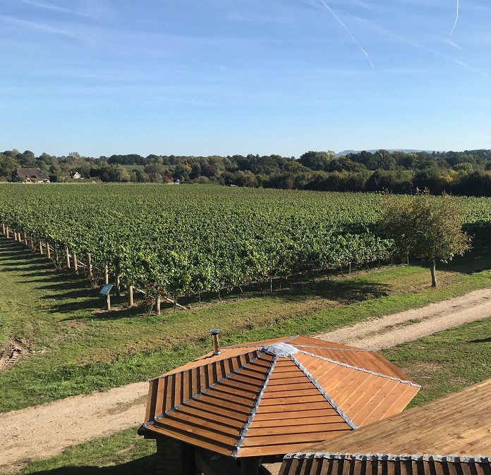 grapes in a vineyard